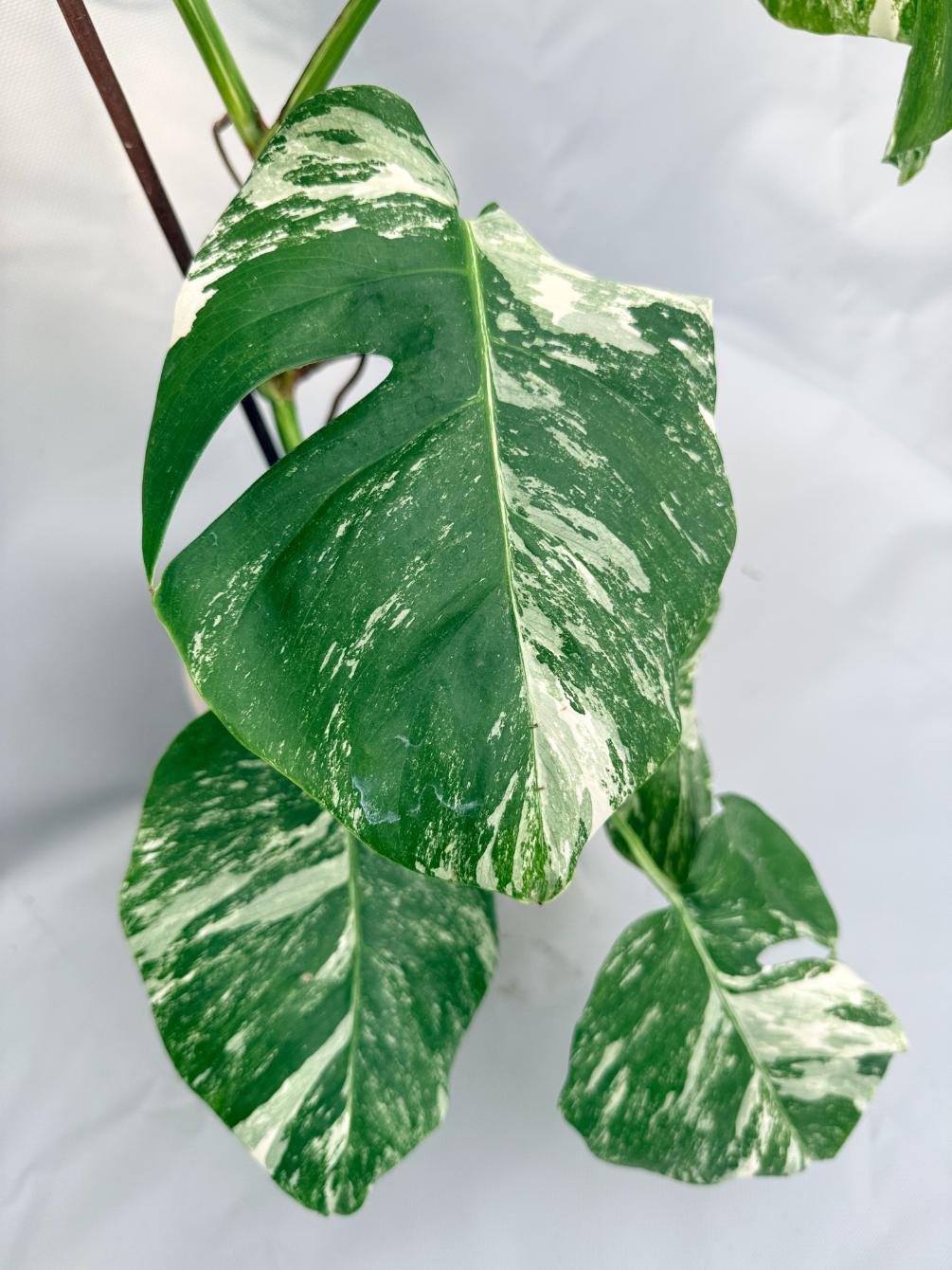 Monstera Albo Variegata 09
