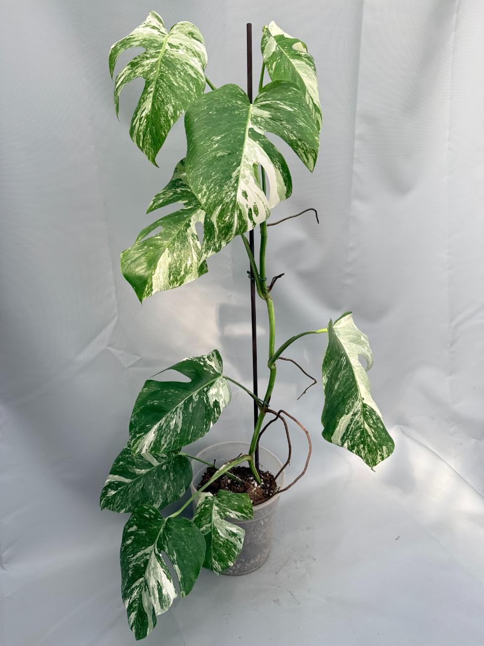 Monstera Albo Variegata 01