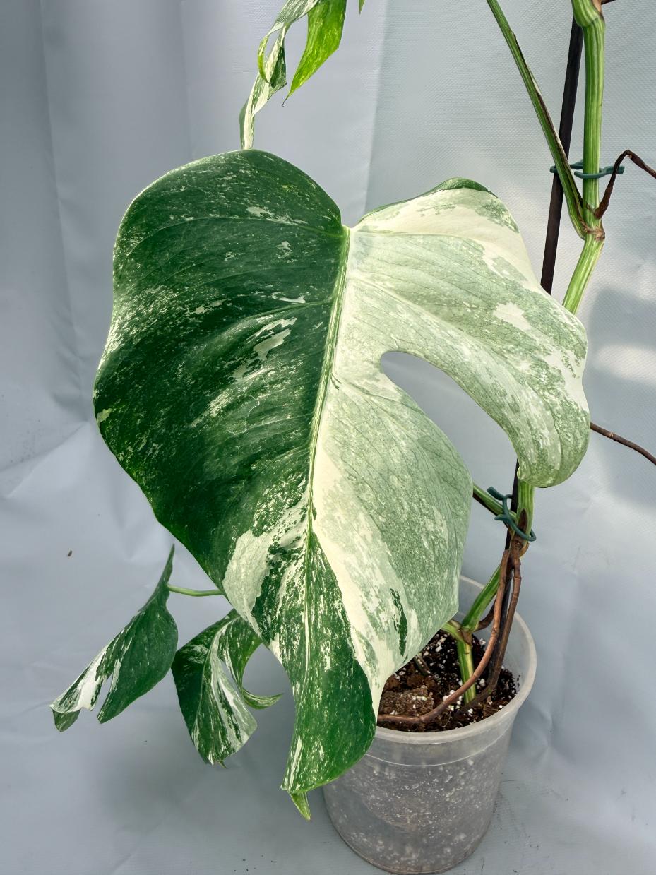 Monstera Albo Variegata 03