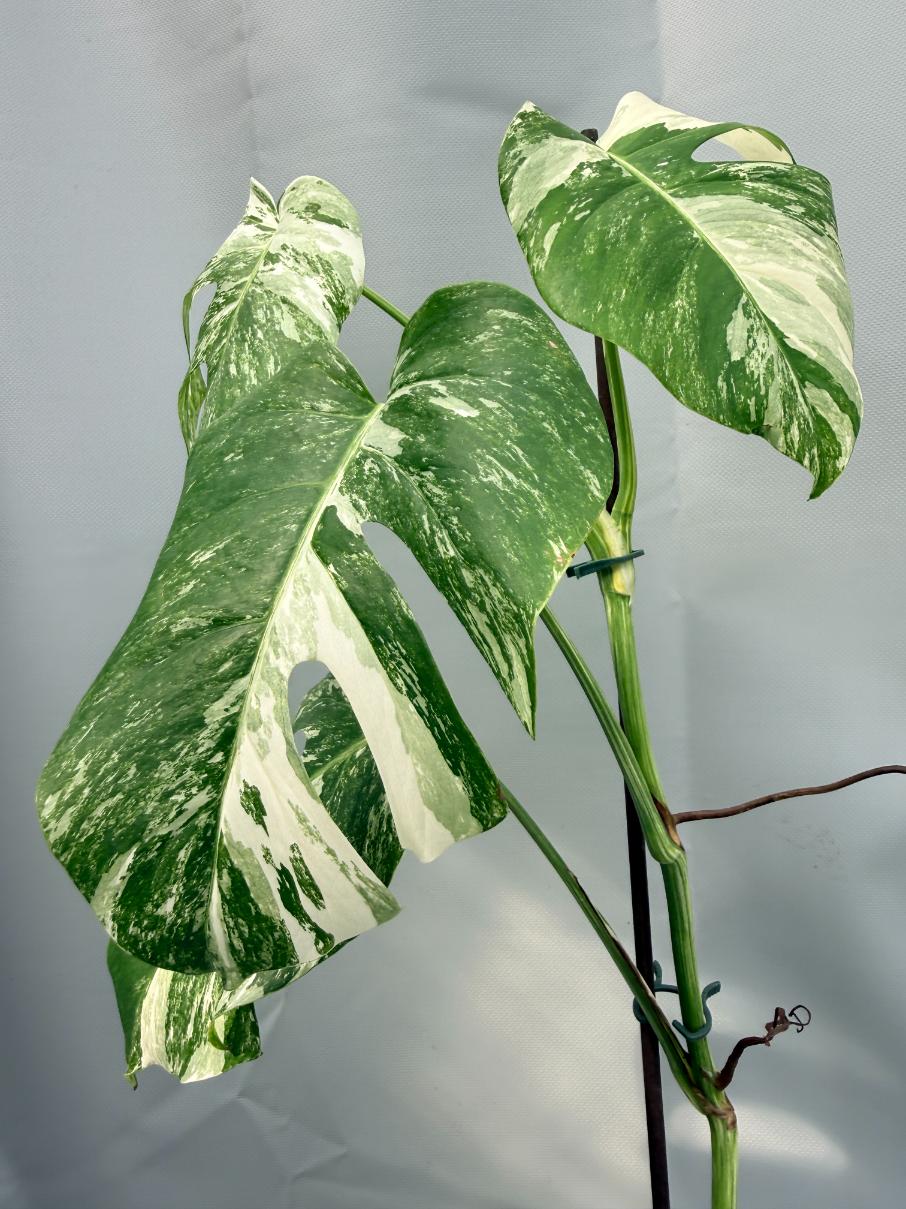 Monstera Albo Variegata 04