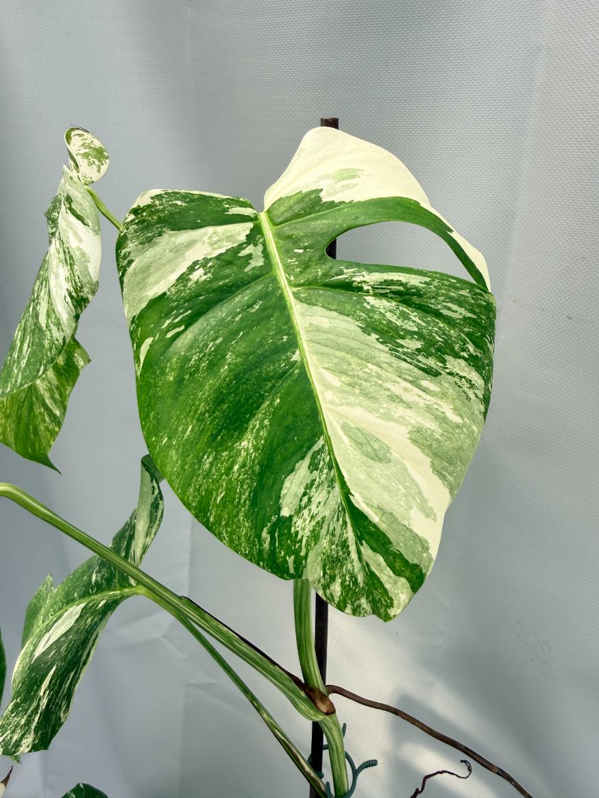 Monstera Albo Variegata 05
