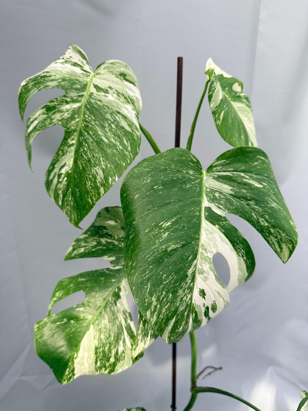 Monstera Albo Variegata 06