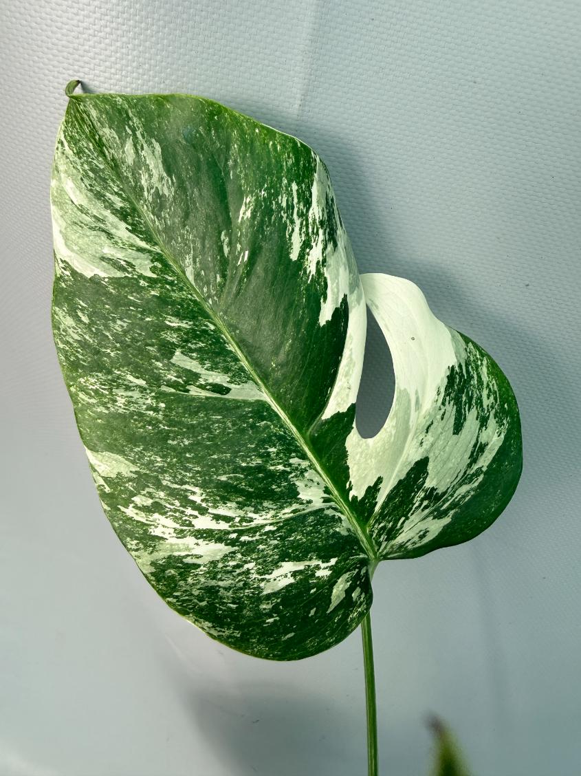 Monstera Albo Variegata 07