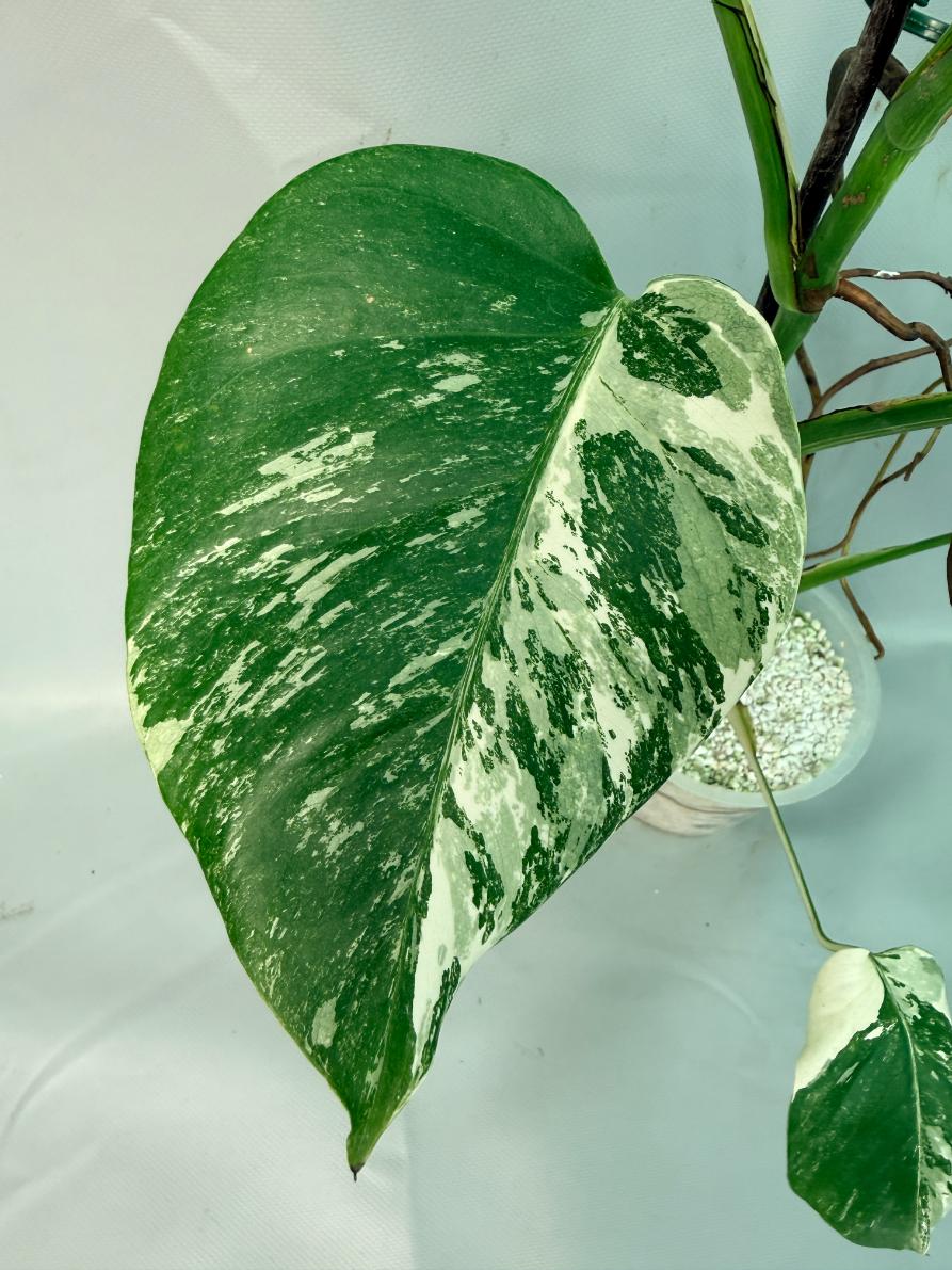 Monstera Albo Variegata 08