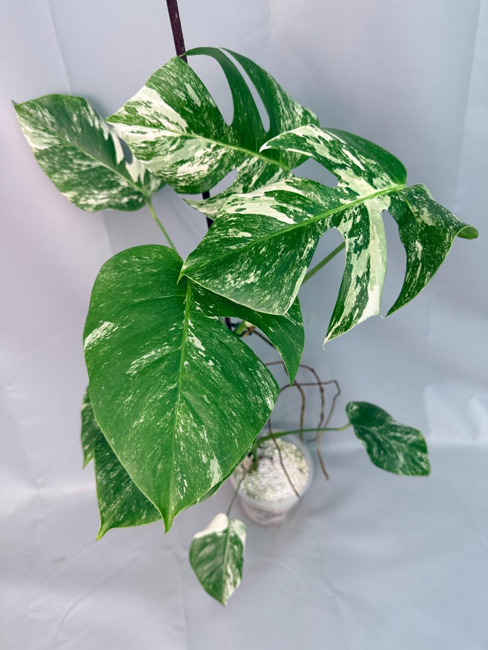 Monstera Albo Variegata 01