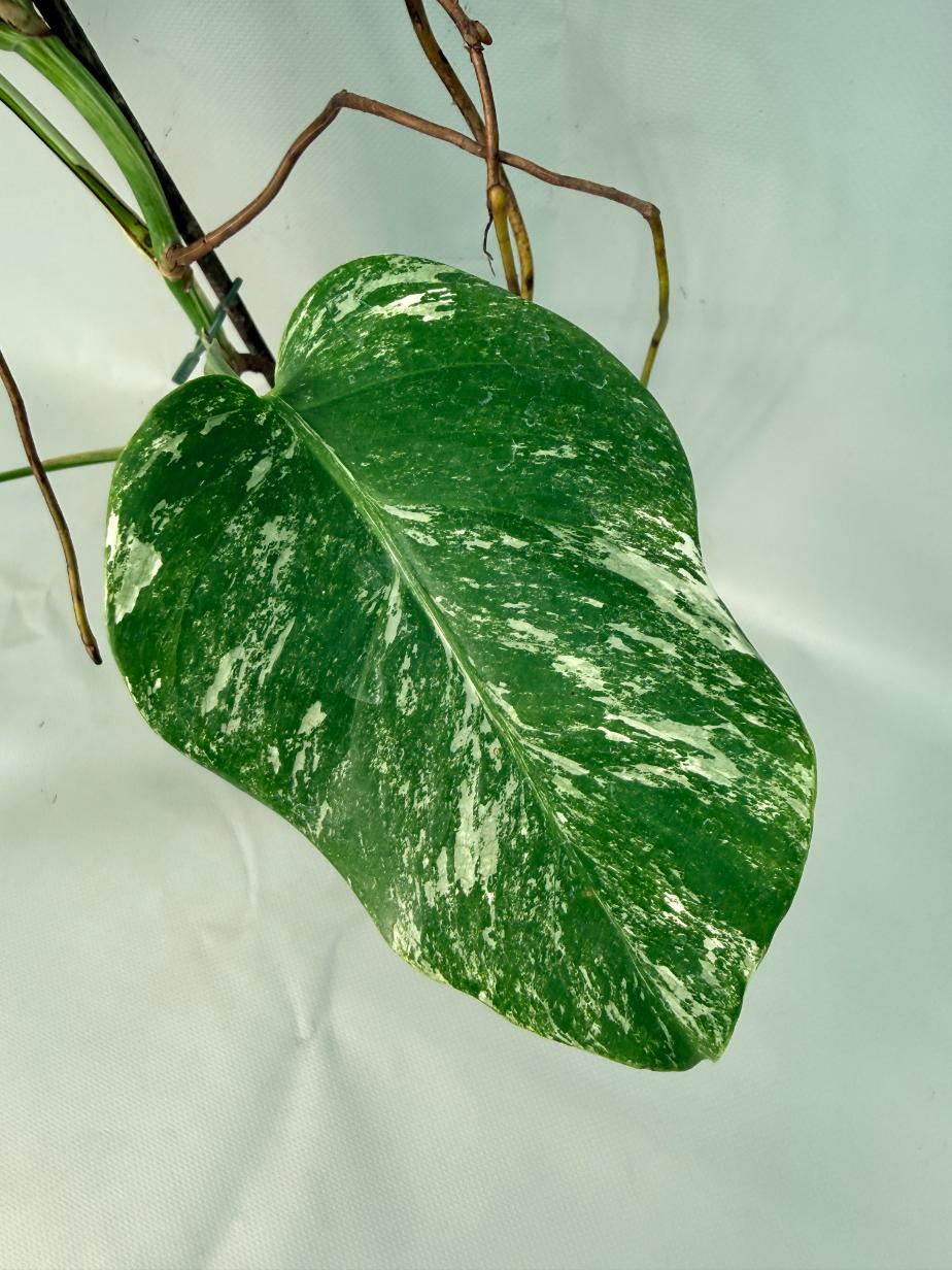 Monstera Albo Variegata 02