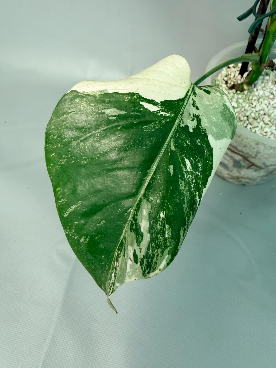 Monstera Albo Variegata 03