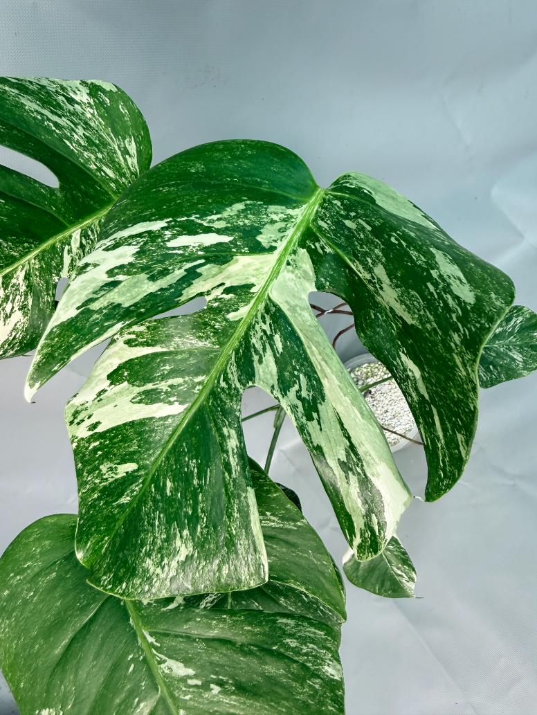 Monstera Albo Variegata 04
