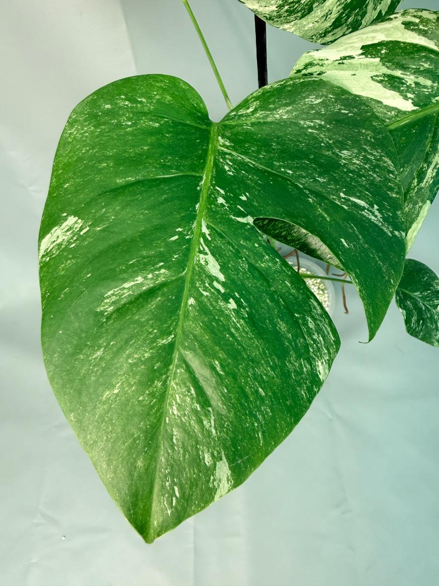 Monstera Albo Variegata 05