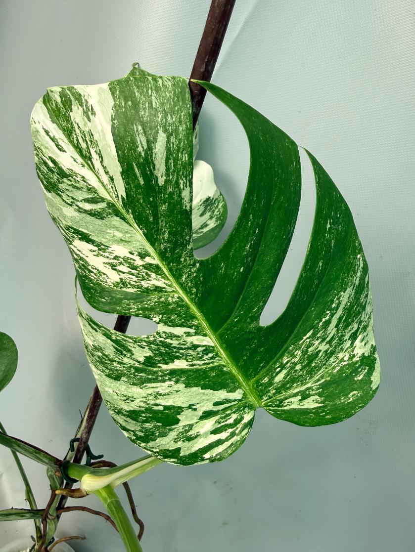 Monstera Albo Variegata 06