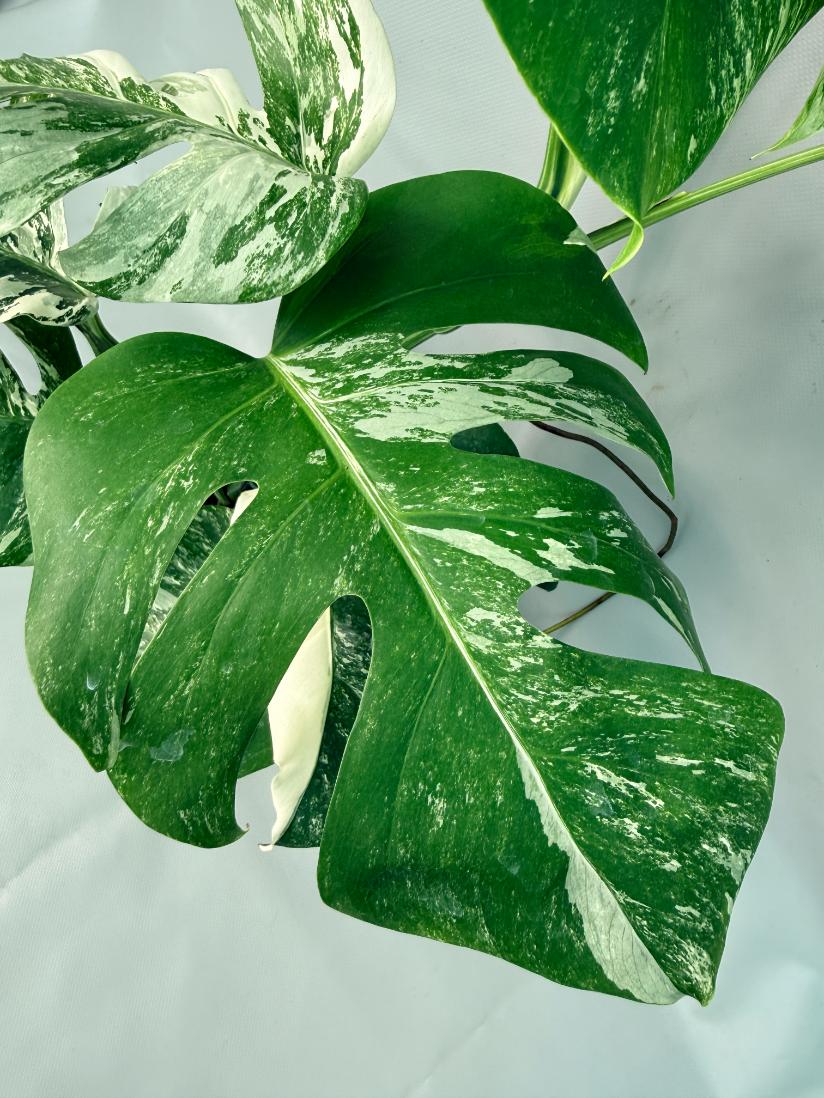 Monstera Albo Variegata 07