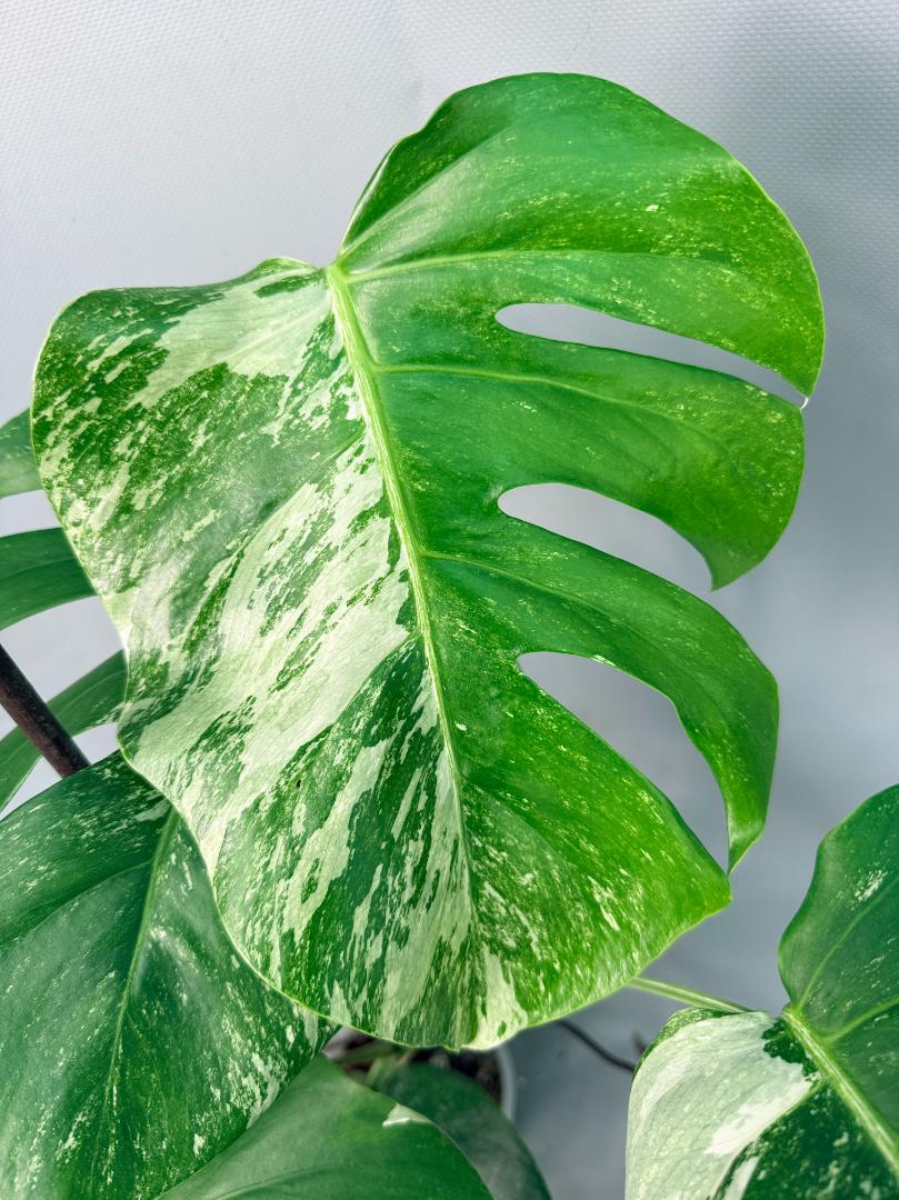 Monstera Albo Variegata 08