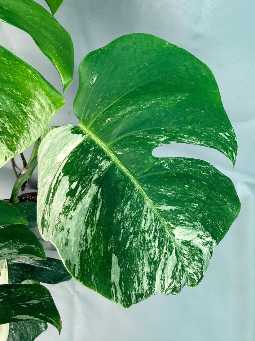 Monstera Albo Variegata 09
