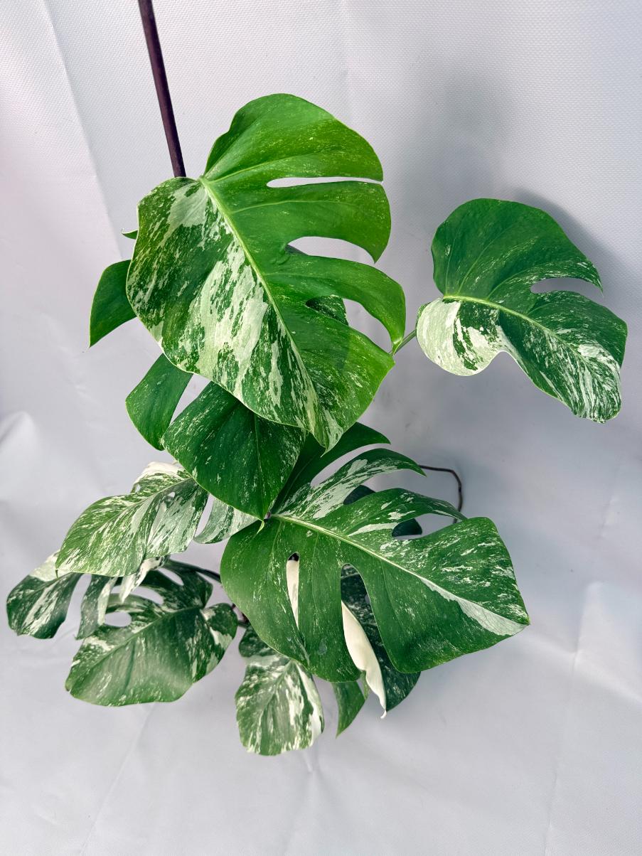 Monstera Albo Variegata 01
