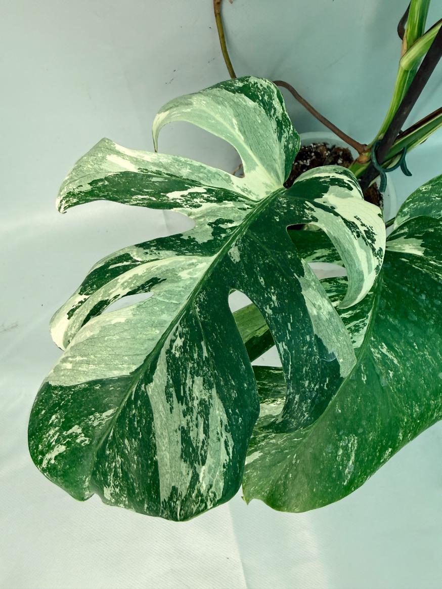 Monstera Albo Variegata 02