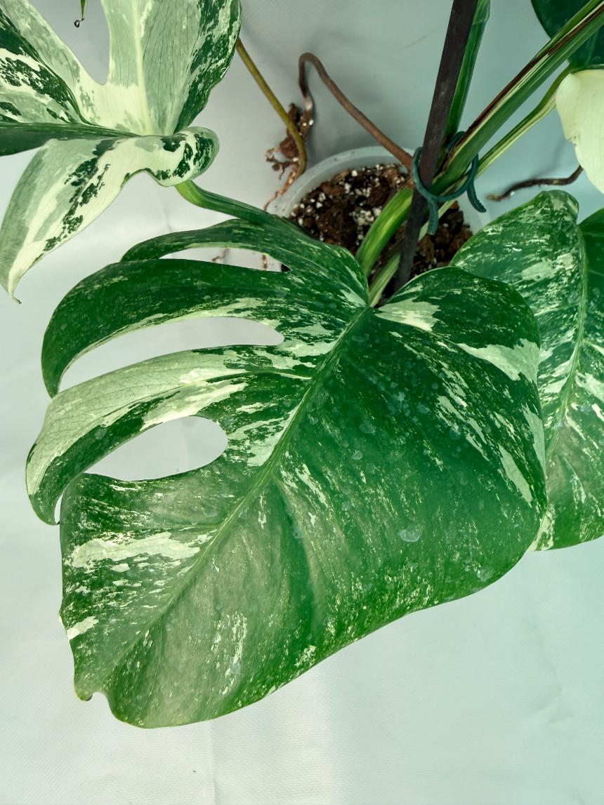 Monstera Albo Variegata 03