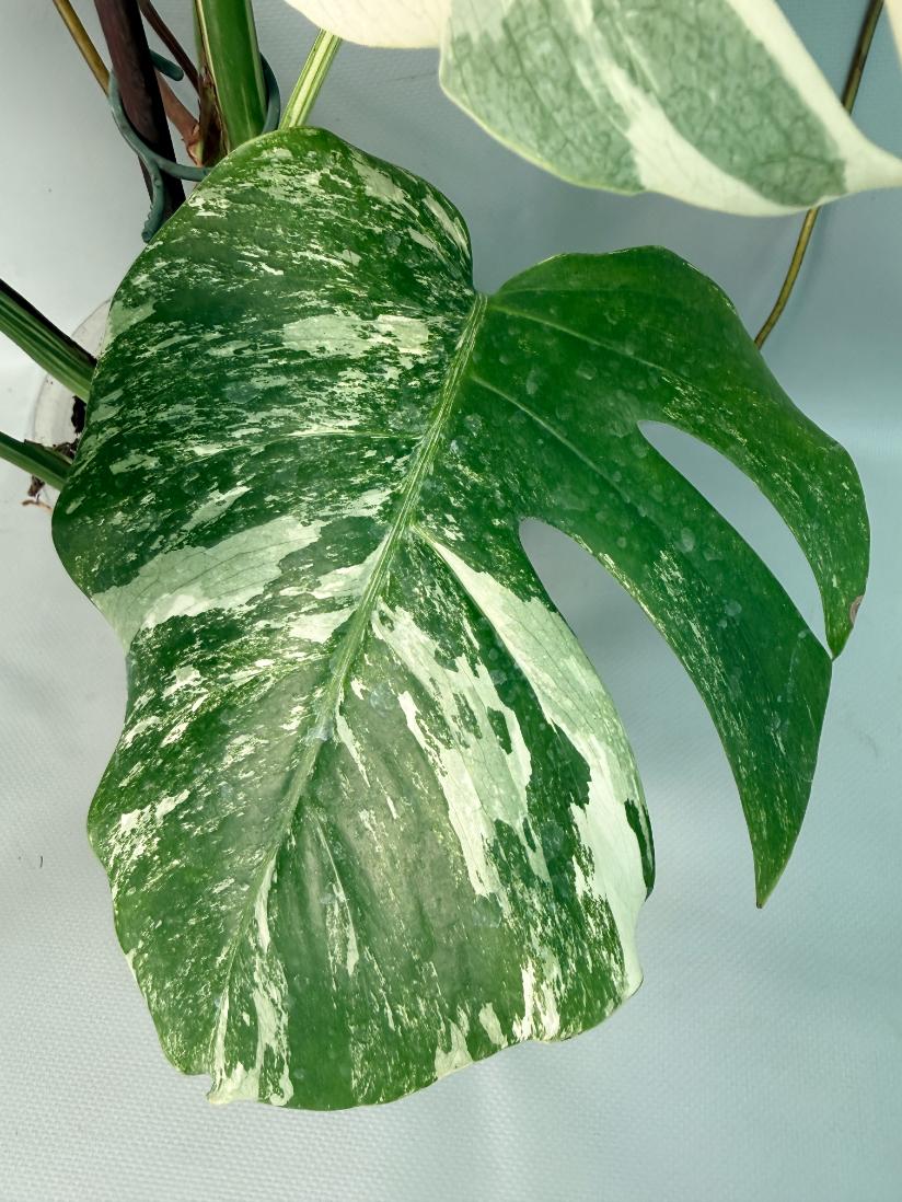 Monstera Albo Variegata 04