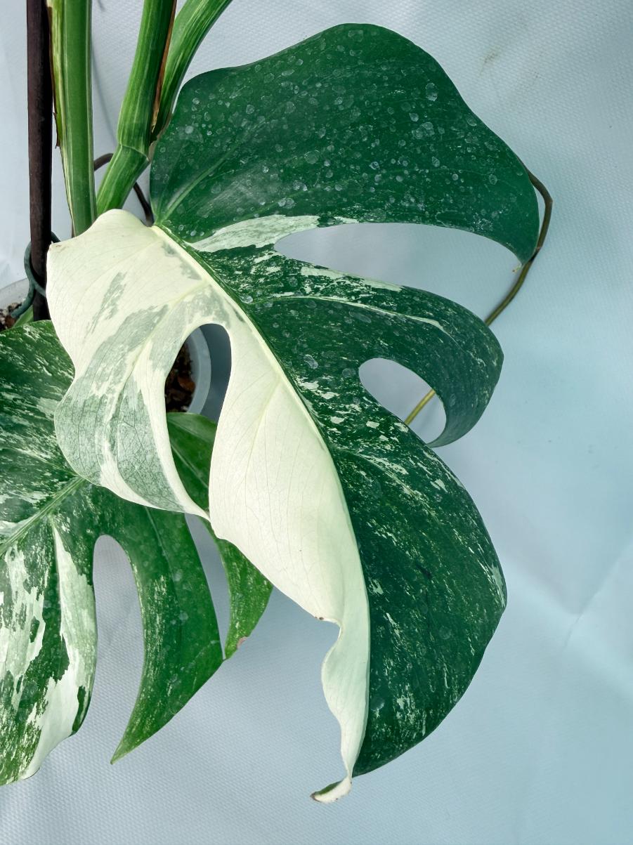 Monstera Albo Variegata 05
