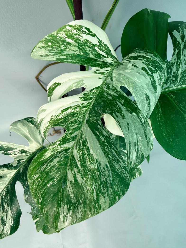 Monstera Albo Variegata 06