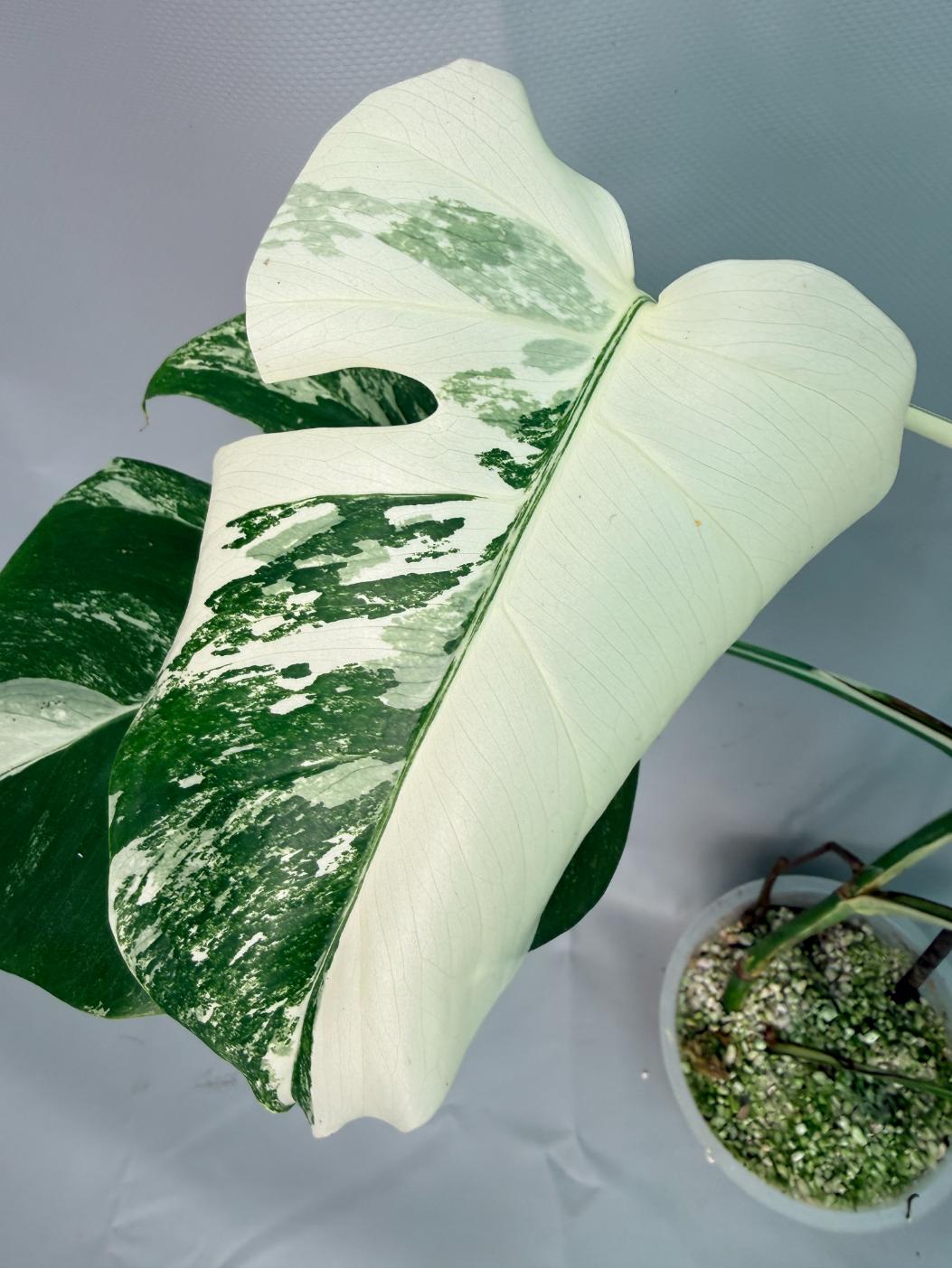 Monstera Albo Variegata 06