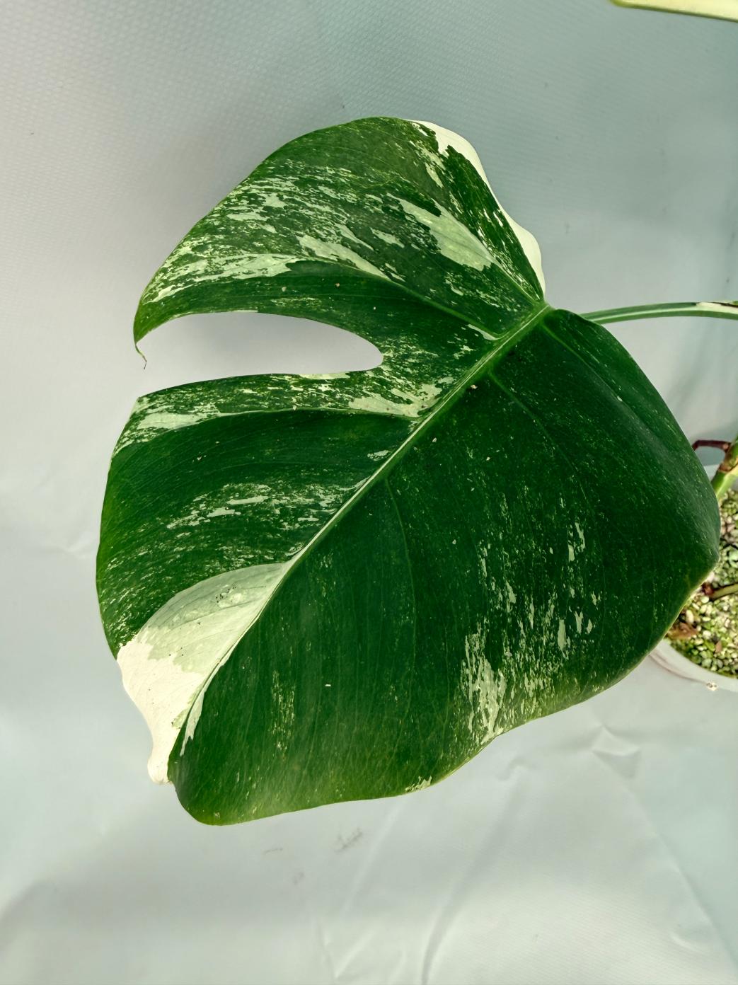 Monstera Albo Variegata 07