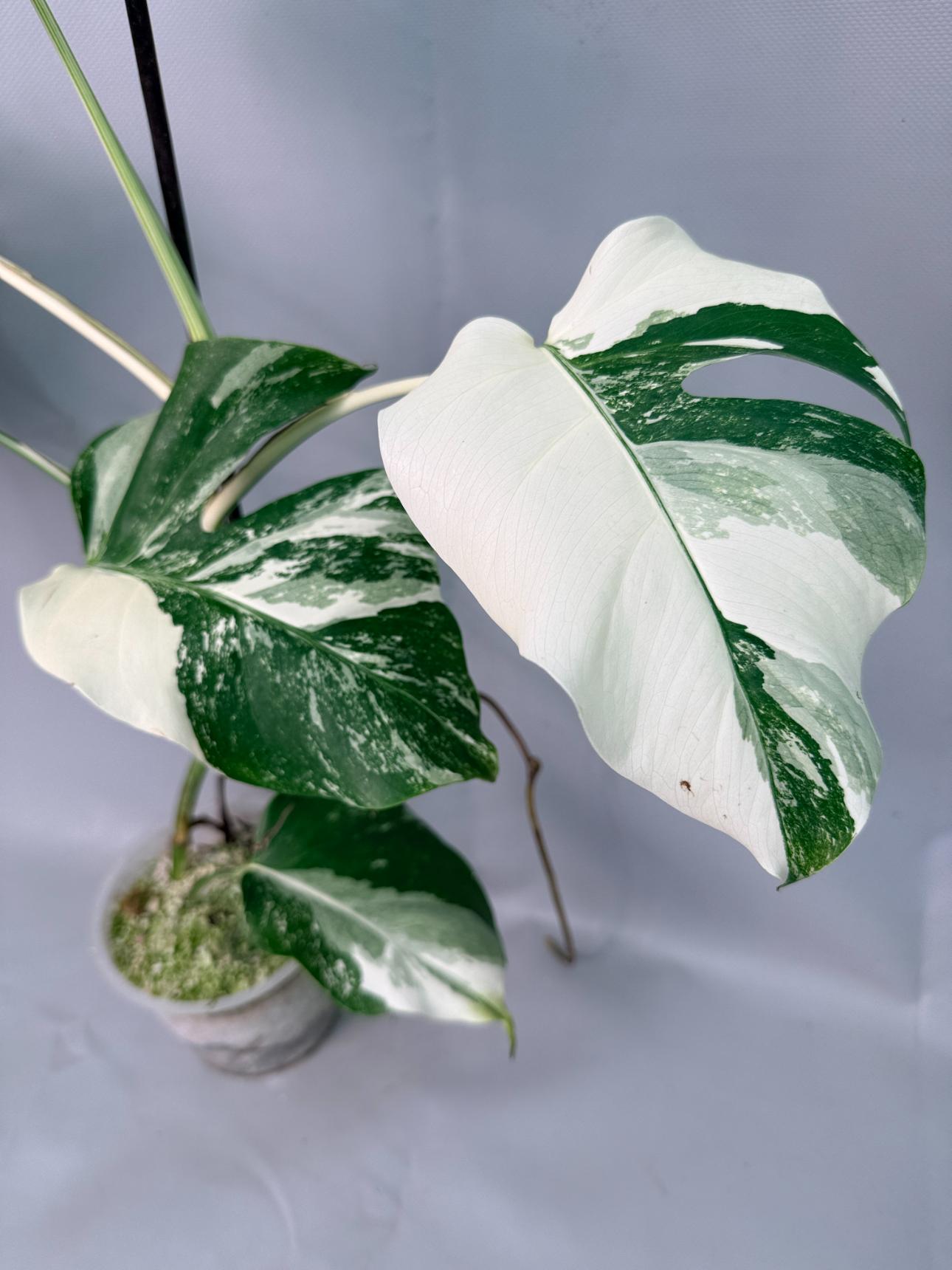 Monstera Albo Variegata 08