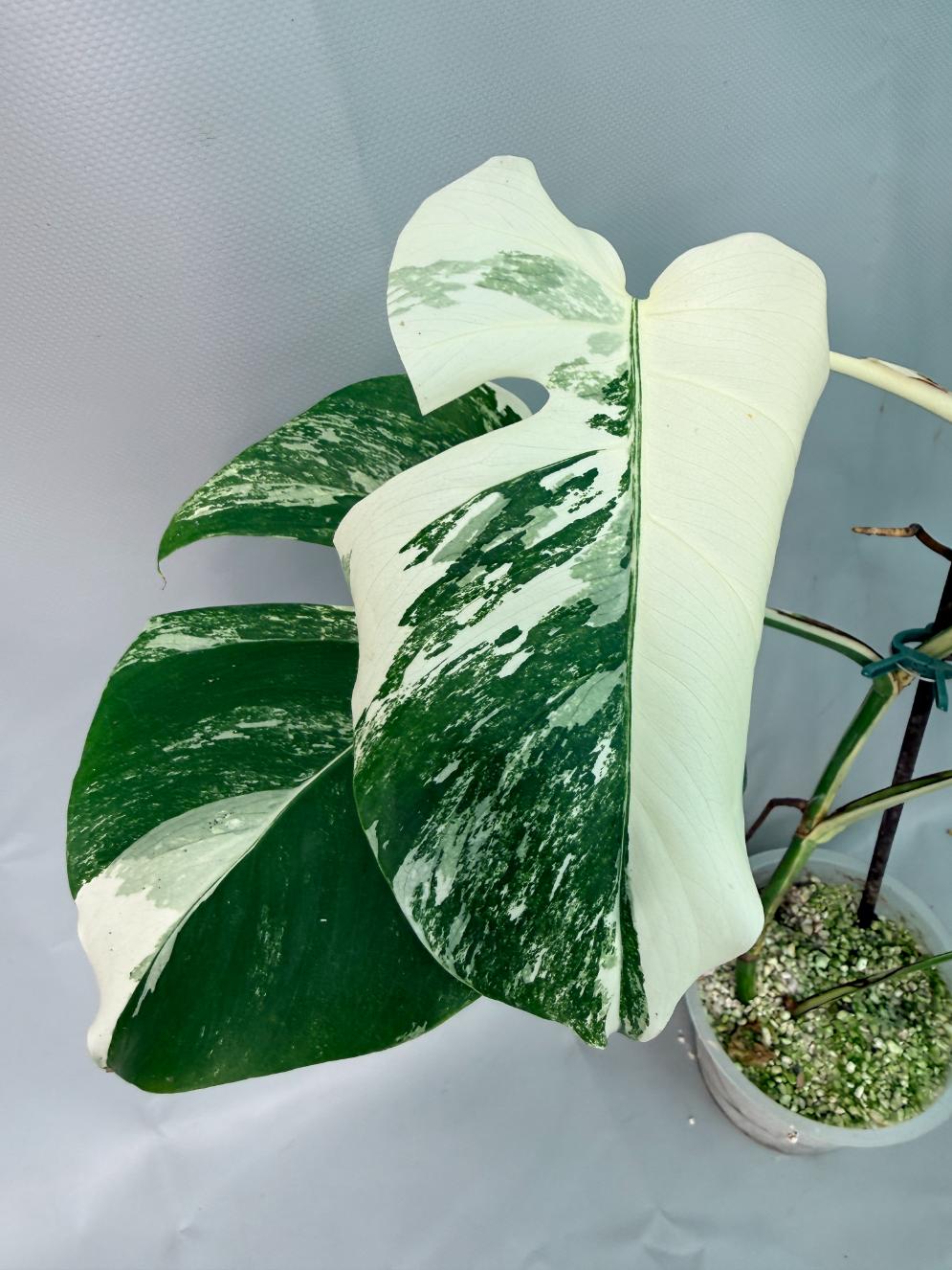 Monstera Albo Variegata 09