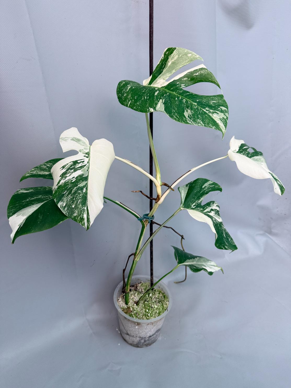 Monstera Albo Variegata 01