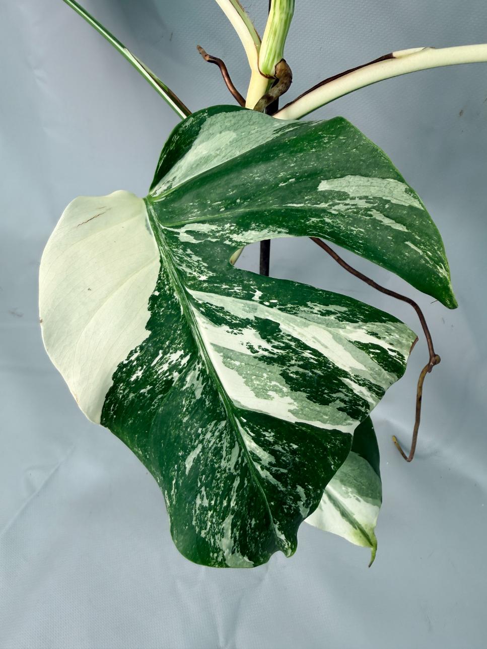 Monstera Albo Variegata 02