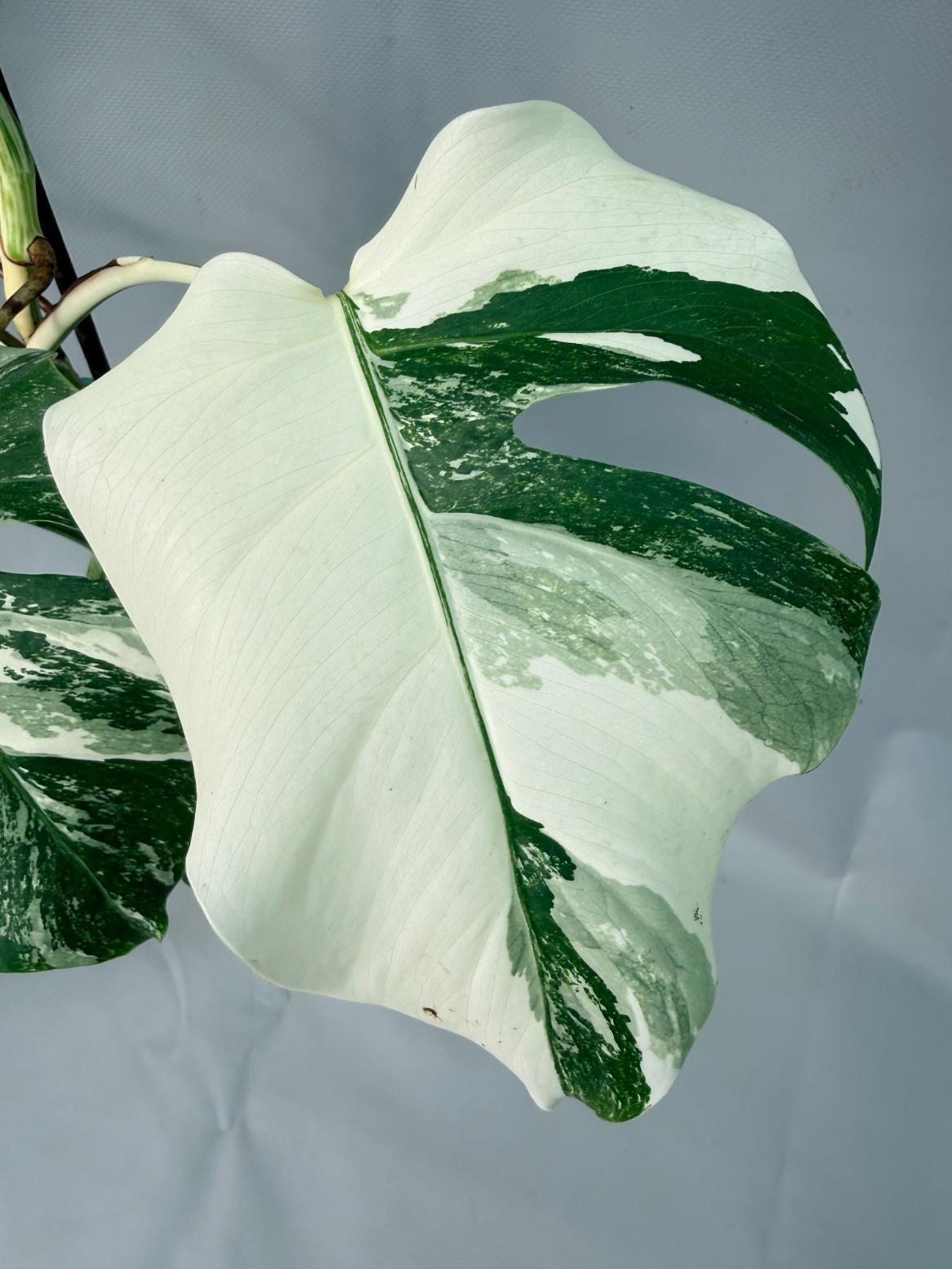 Monstera Albo Variegata 03
