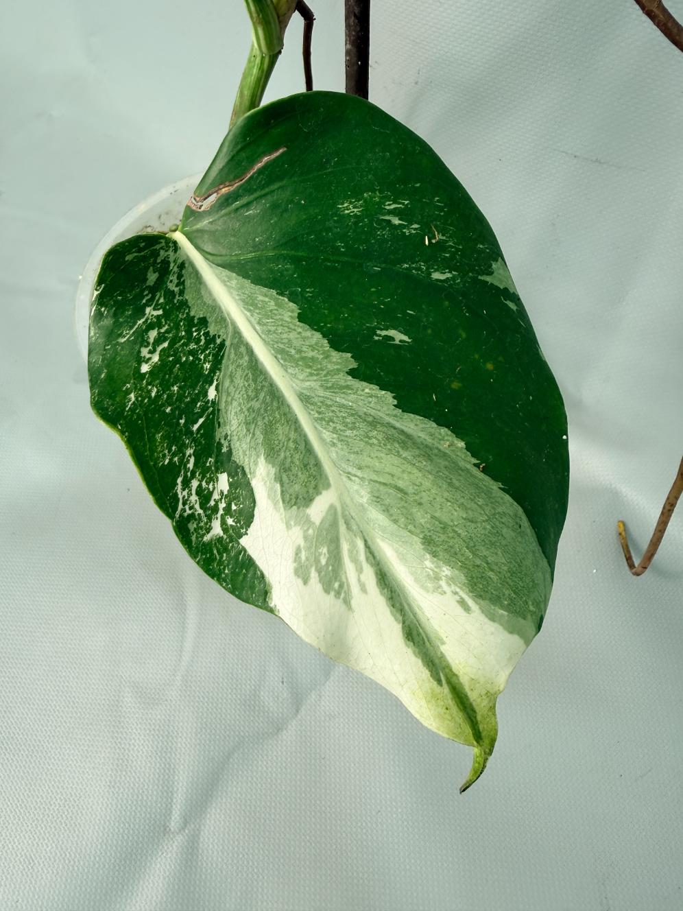 Monstera Albo Variegata 04