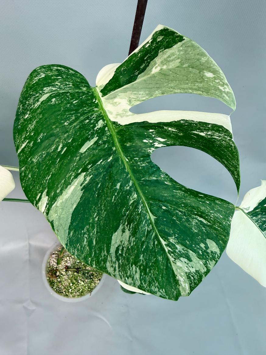 Monstera Albo Variegata 05