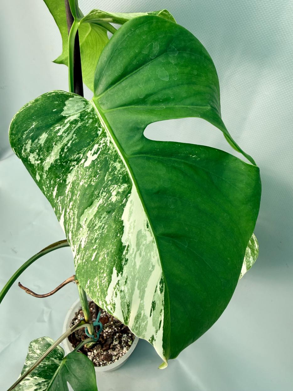 Monstera Albo Variegata 07