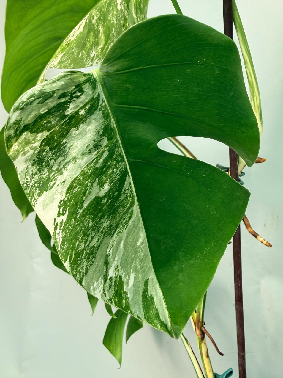 Monstera Albo Variegata 08