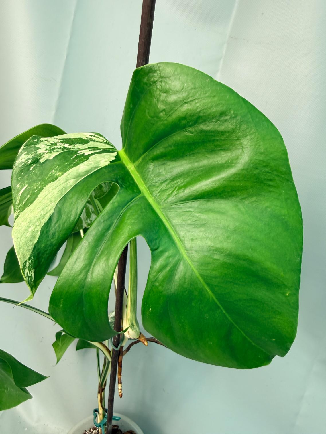 Monstera Albo Variegata 09