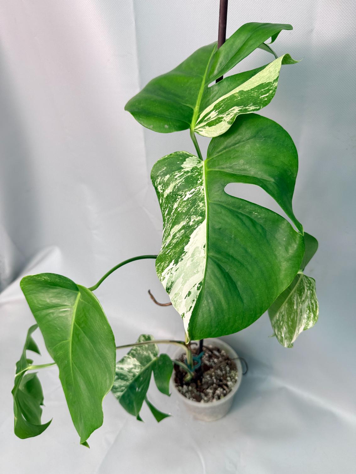 Monstera Albo Variegata 01
