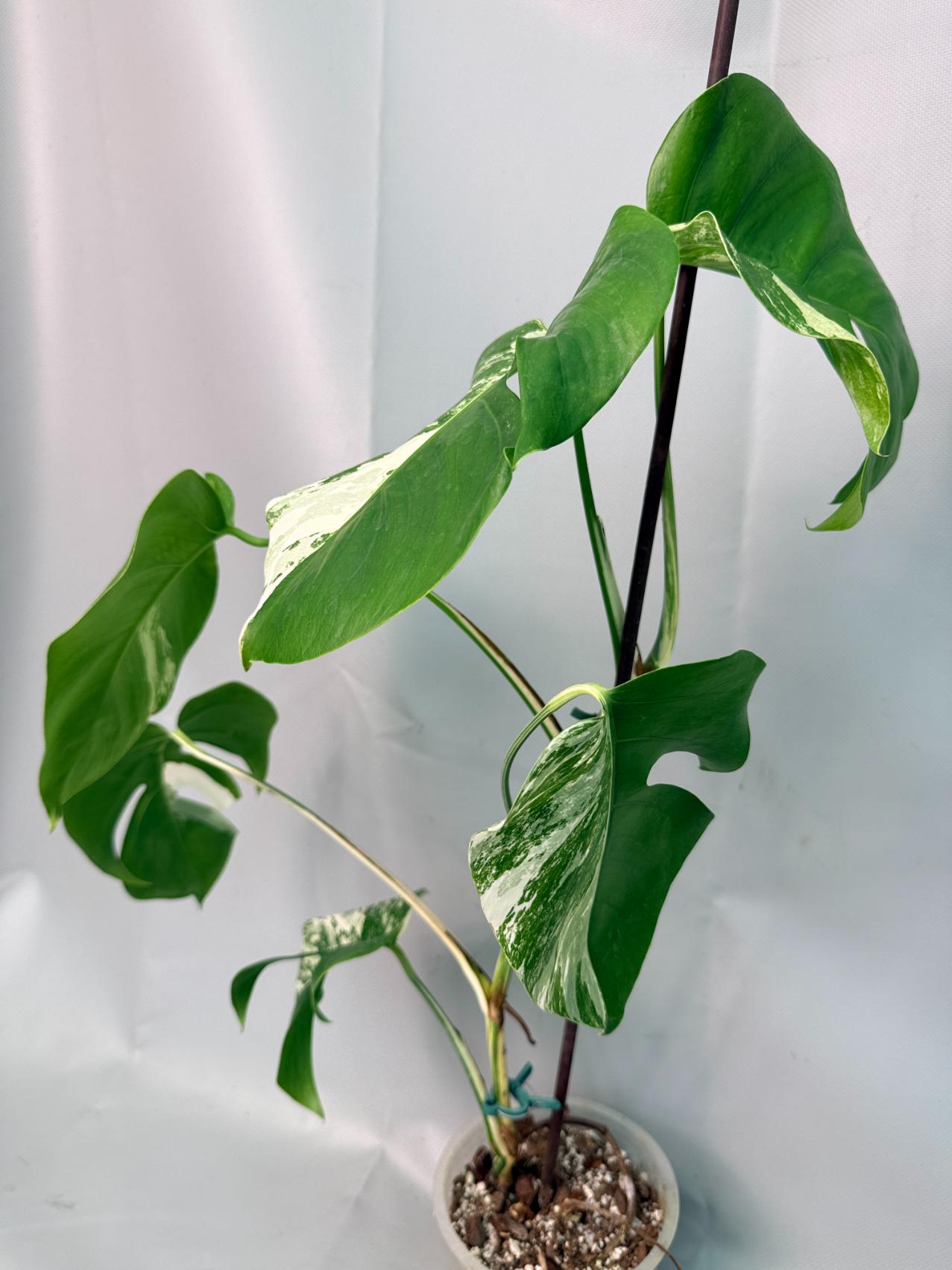 Monstera Albo Variegata 03