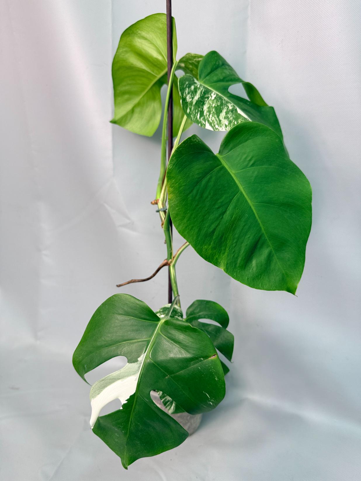 Monstera Albo Variegata 04