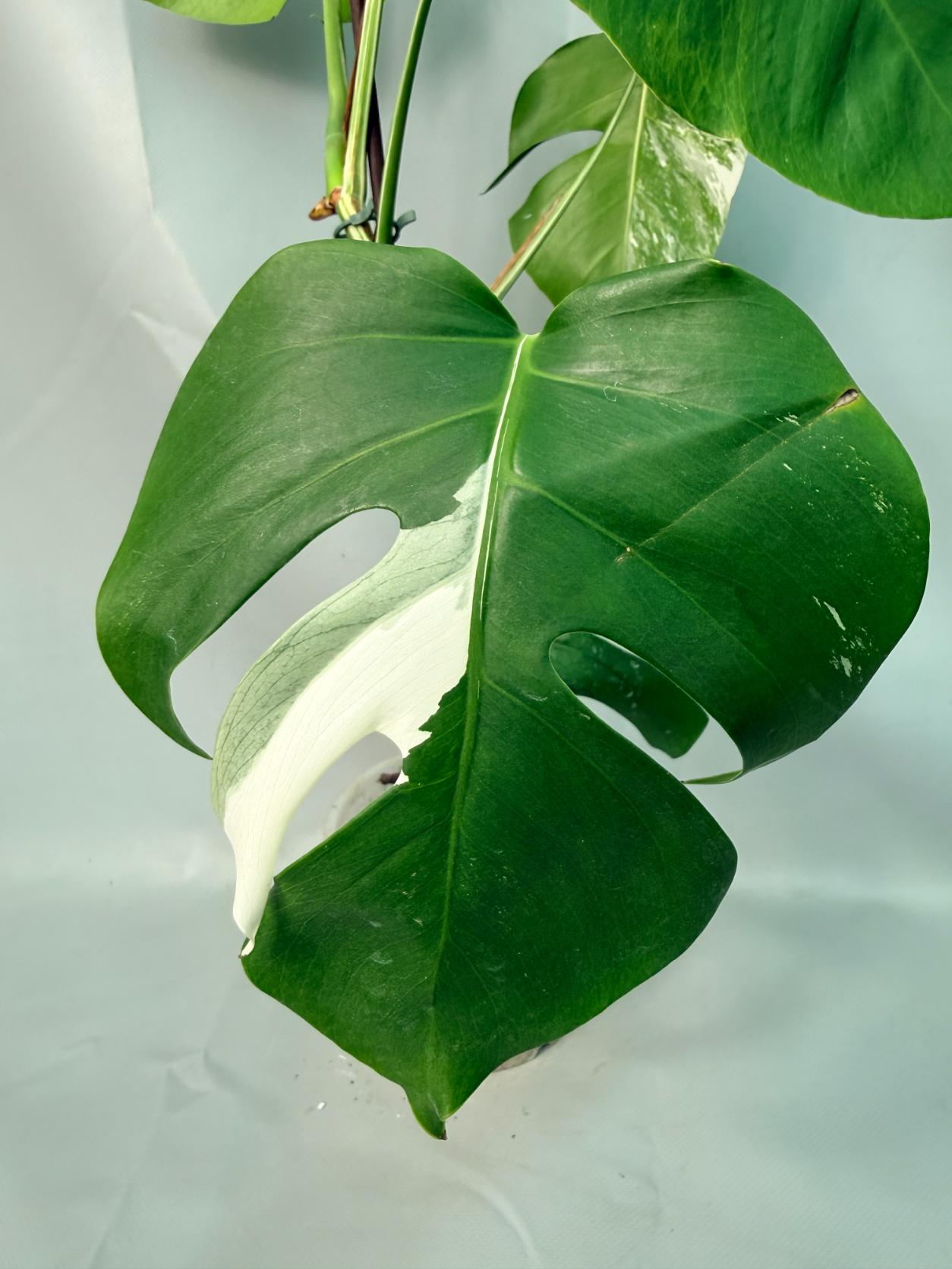 Monstera Albo Variegata 05