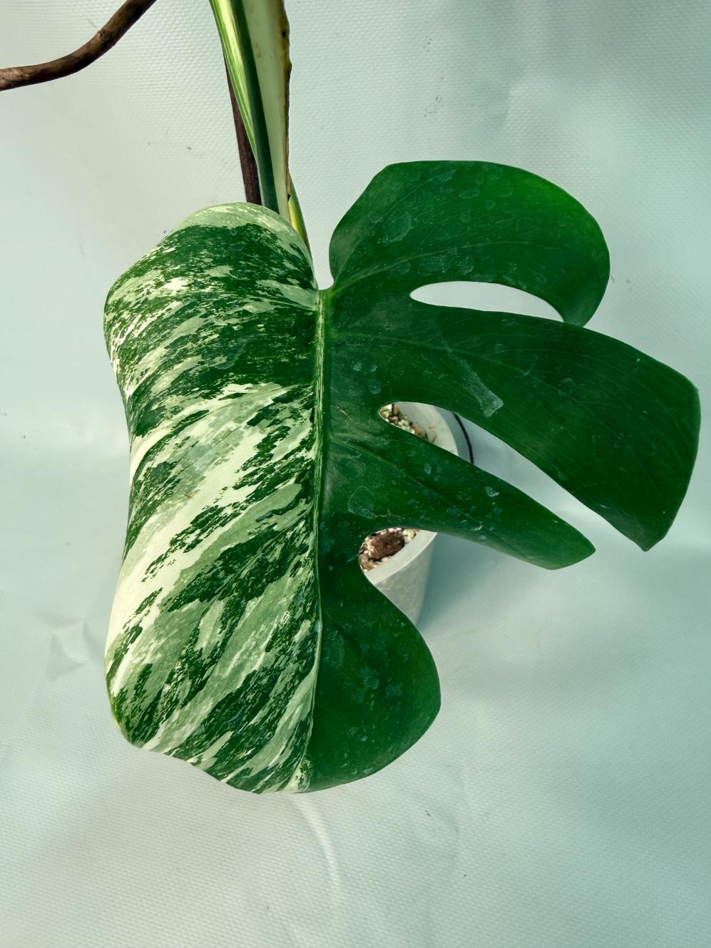 Monstera Albo Variegata 06