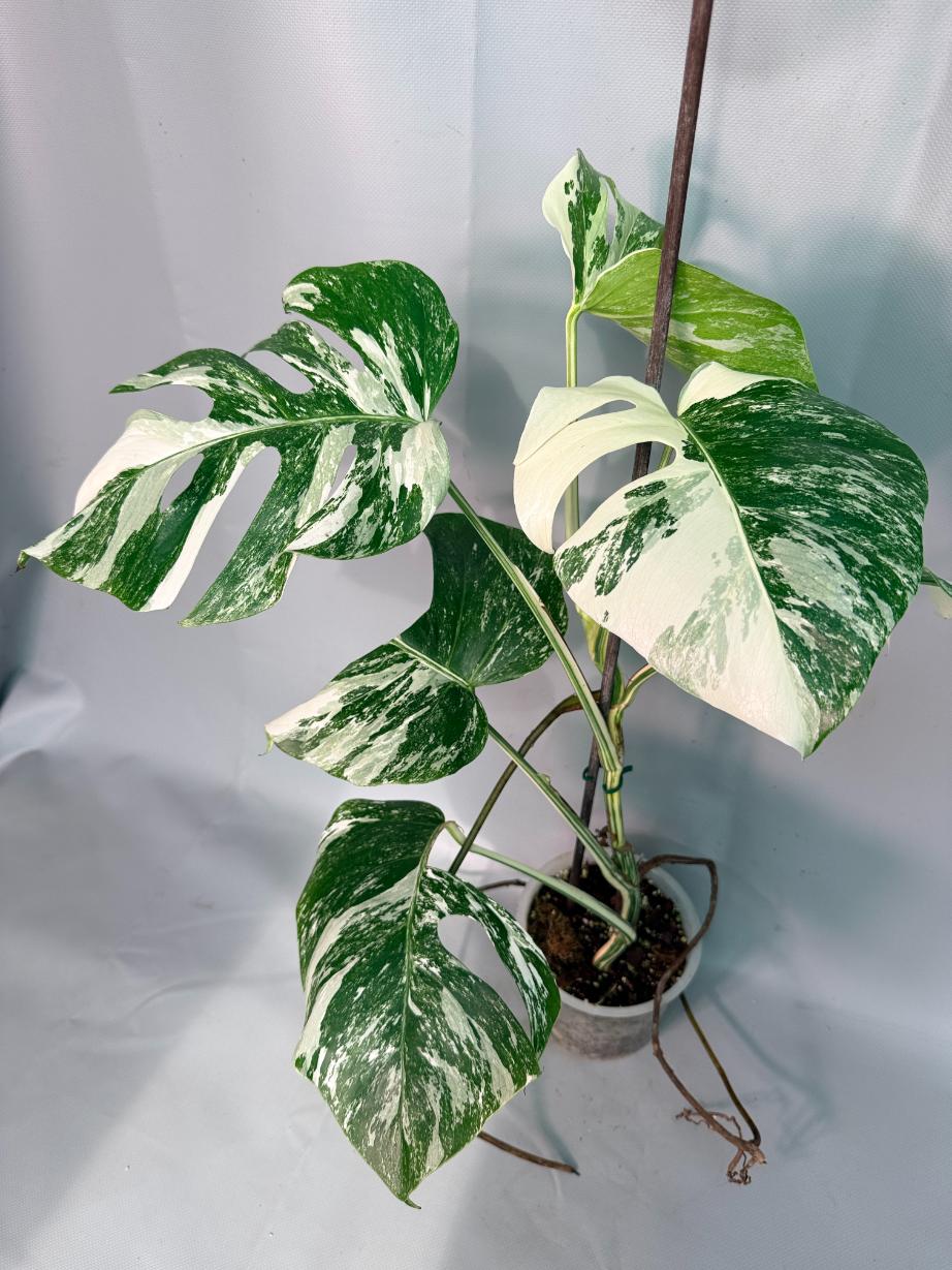 Monstera  Albo Variegata 9