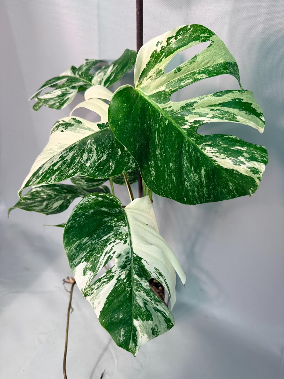 Monstera  Albo Variegata 01