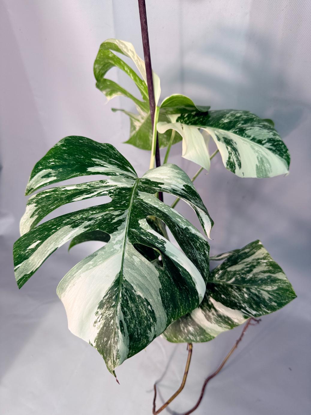 Monstera  Albo Variegata  03