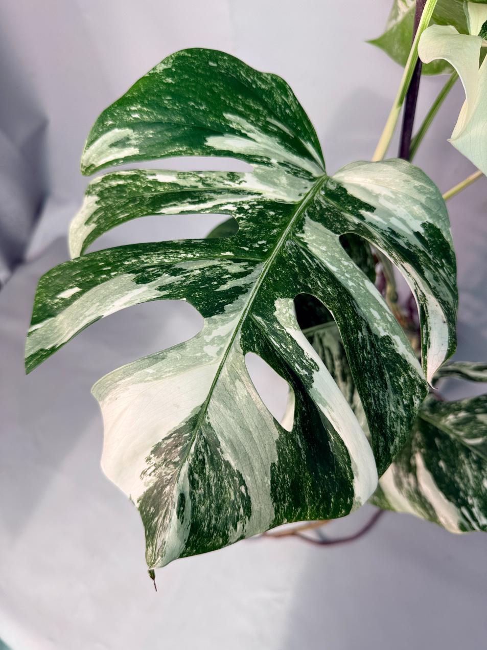 Monstera  Albo Variegata 04