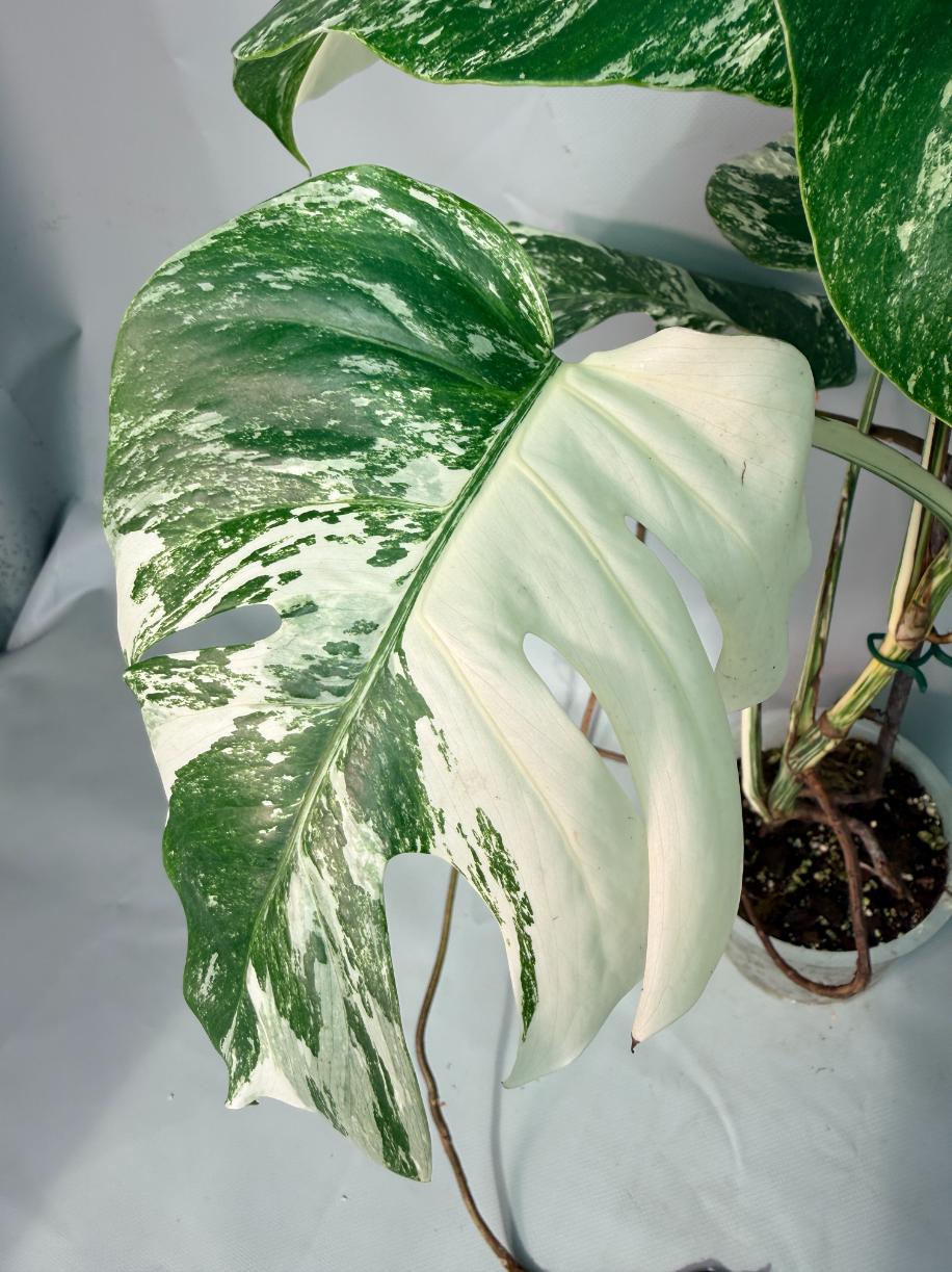 Monstera  Albo Variegata 05