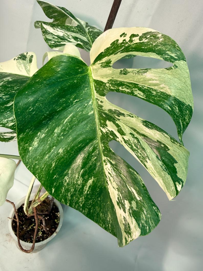 Monstera  Albo Variegata 06