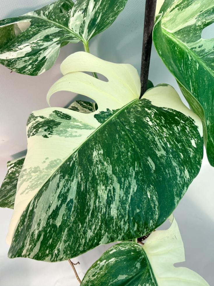 Monstera  Albo Variegata 07