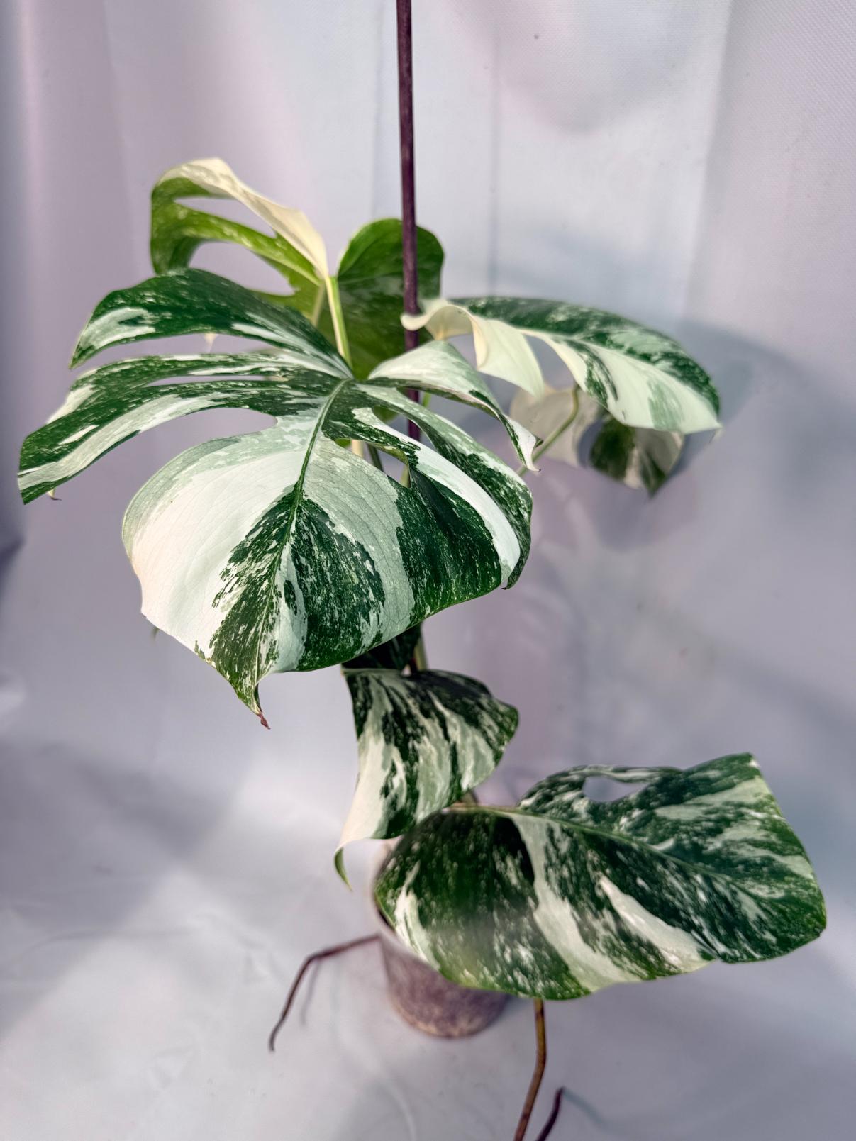Monstera  Albo Variegata 08