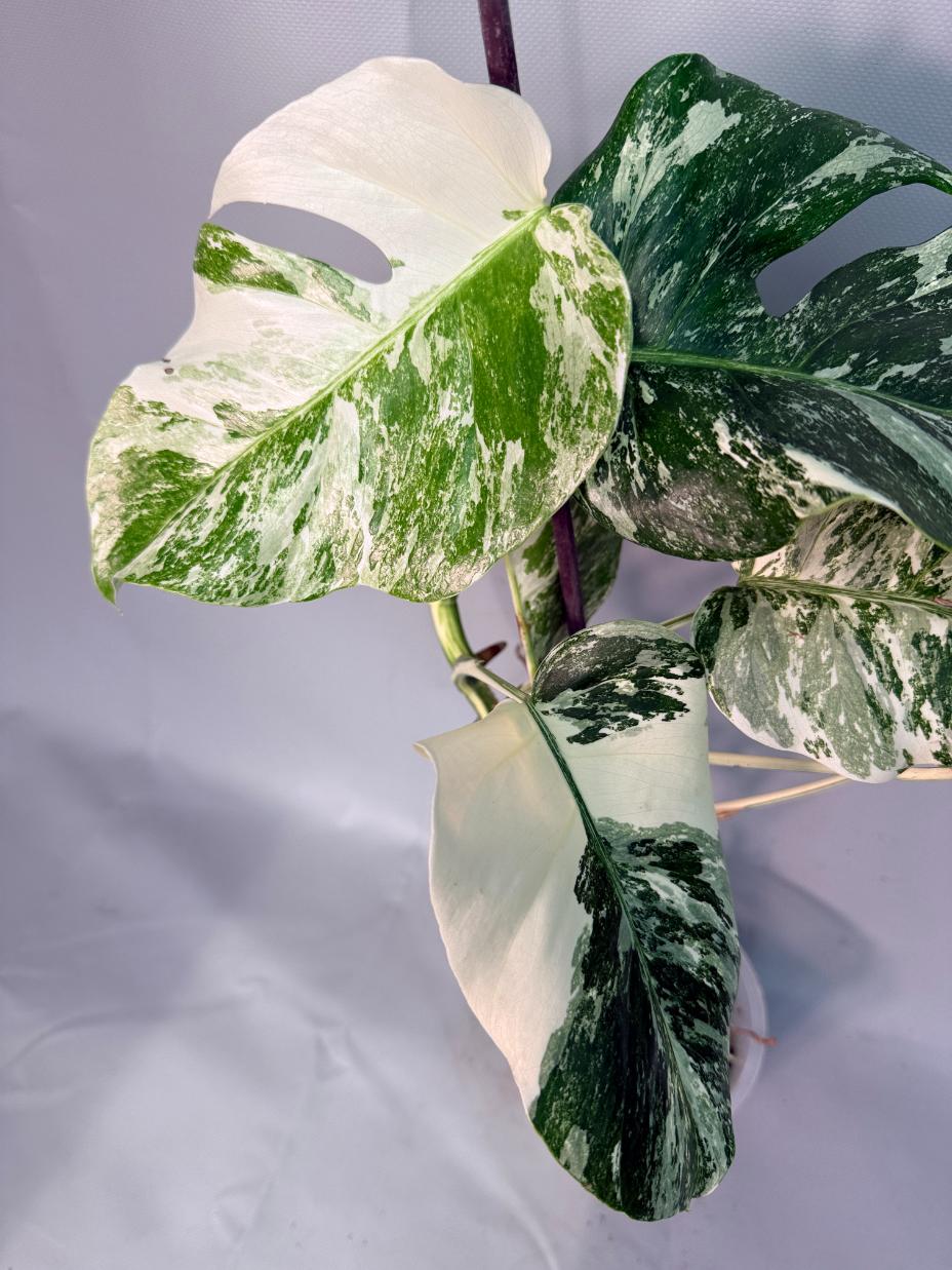 Monstera  Albo Variegata 08