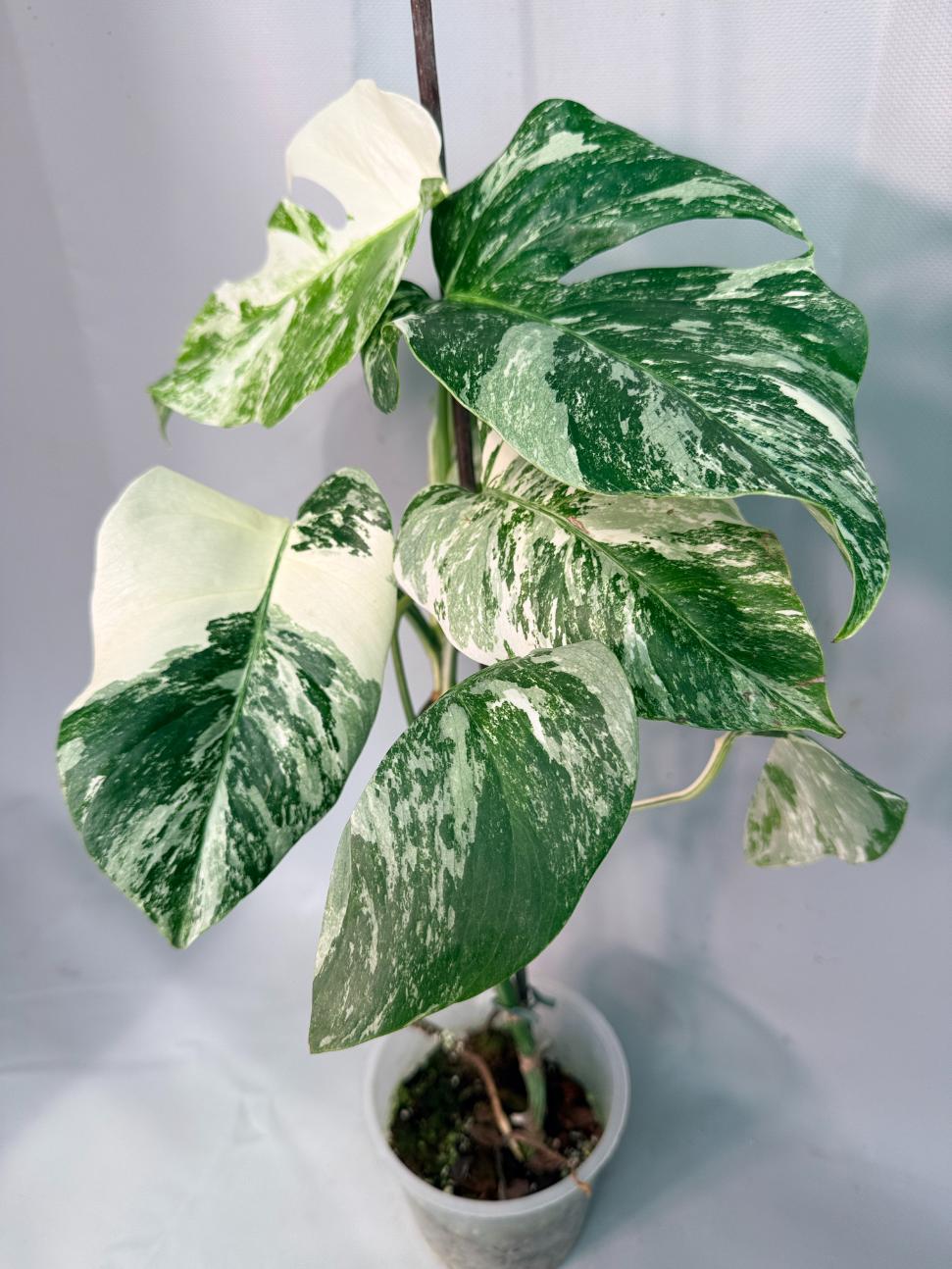 Monstera  Albo Variegata 01